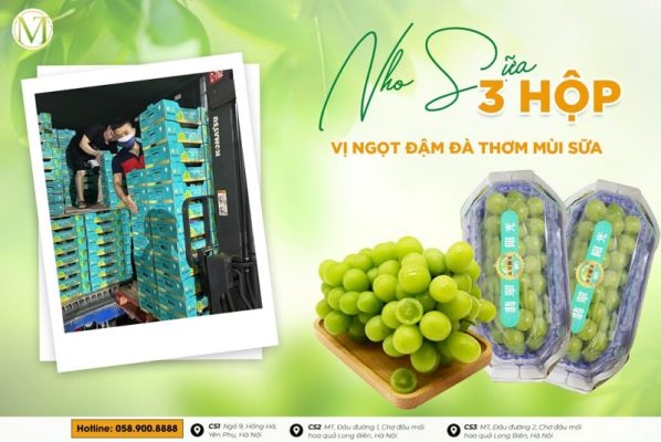 Kho sỉ hoa quả nhập khẩu Thái Bình - Mạnh Thành Fruits