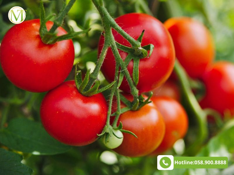 Trái cây tốt cho sức khỏe - Quả cà chua