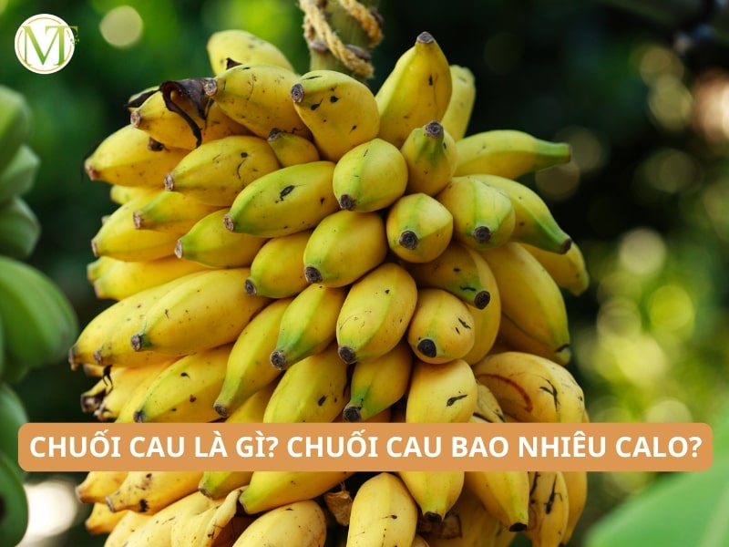 Chuối cau la gì? Chuối cau bao nhiêu calo?